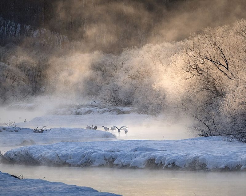 Red-crowned Cranes Winter Mist art print by Lujing for $57.95 CAD