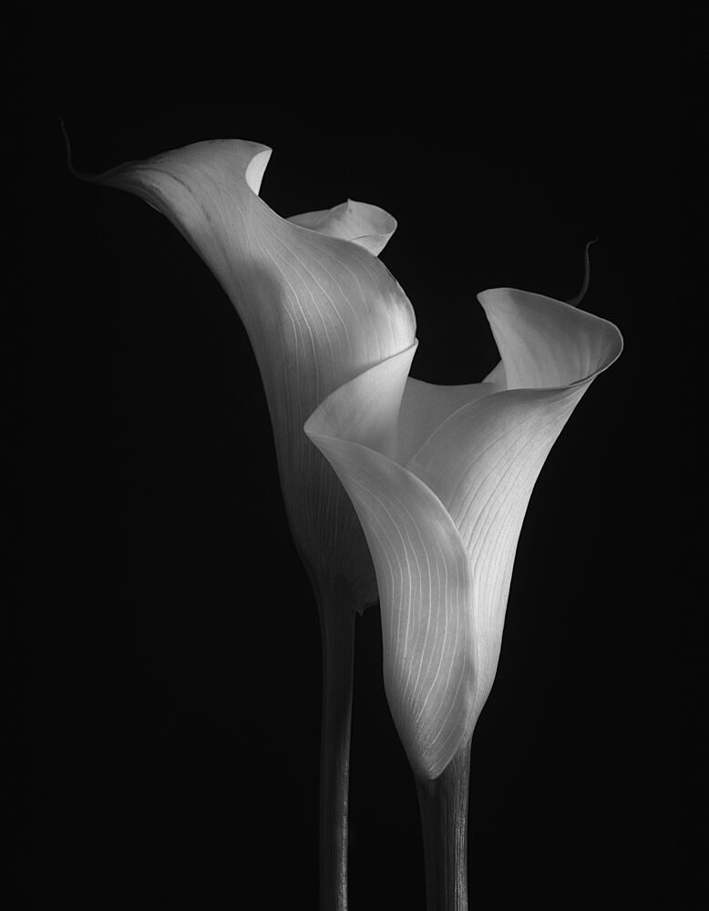 Elegant Calla Lilies art print by Penny Myles for $57.95 CAD
