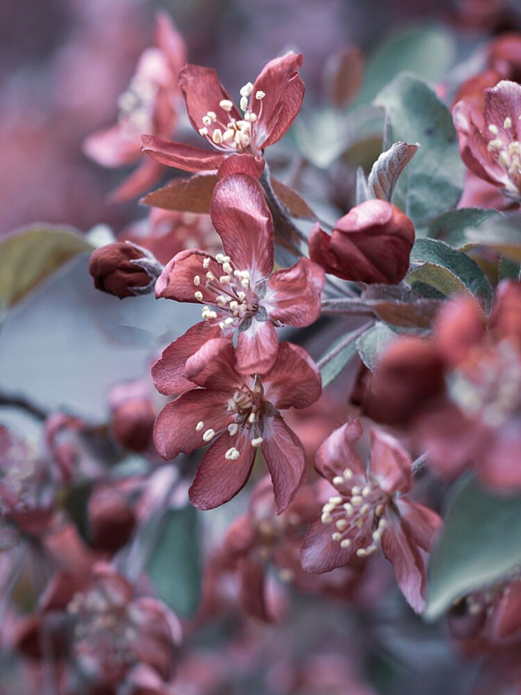 Dreamy Pink Blossoms art print by Stephanie Klatt for $57.95 CAD