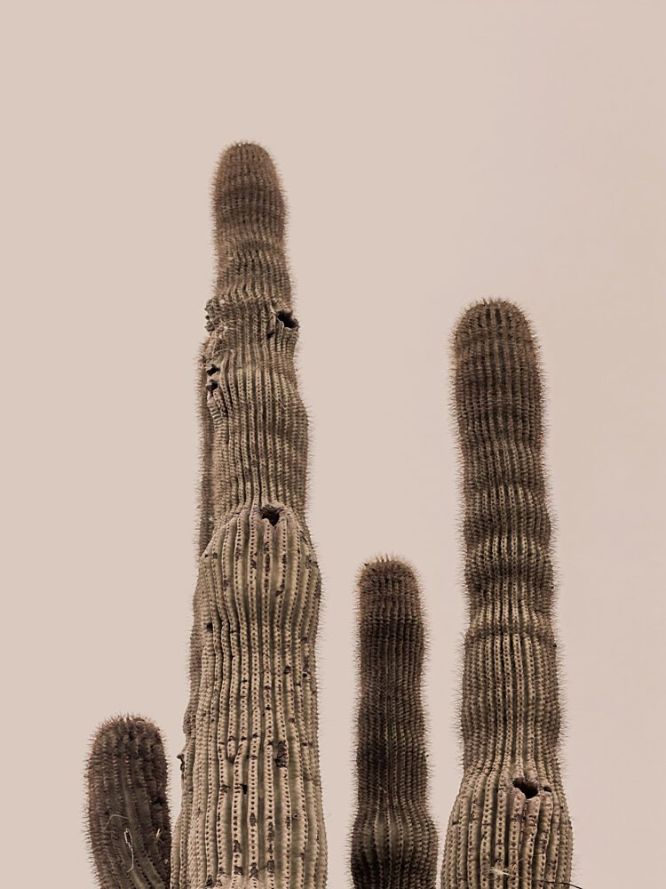 Tall Saguaro Cacti art print by Stephanie Klatt for $57.95 CAD