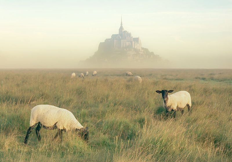 Mont Saint-Michel Sheep Fog art print by Sharon Kim for $57.95 CAD