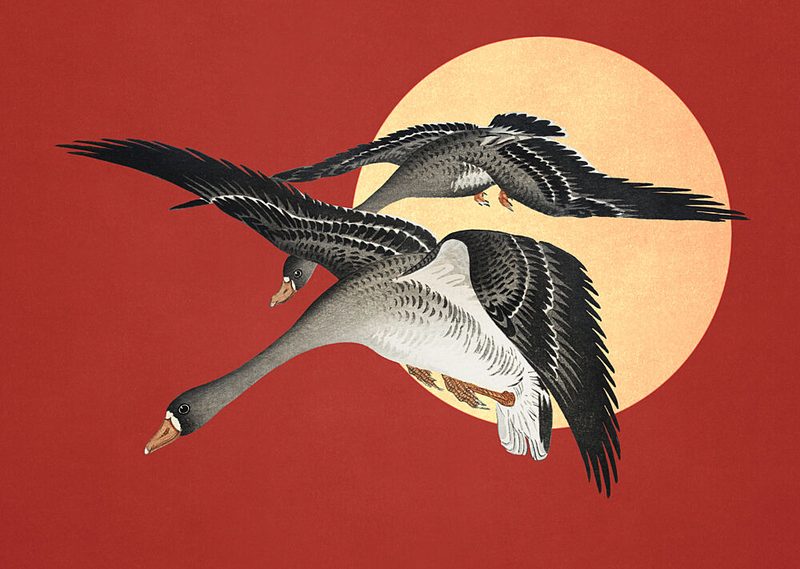 Red Sun Geese Flight art print by Marja van den Hurk for $57.95 CAD