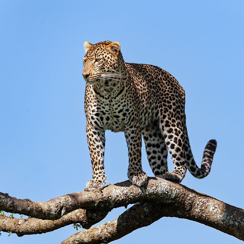 Majestic Leopard on Branch art print by Massimo Felici for $57.95 CAD
