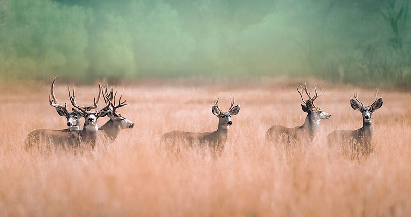Deer in Tall Grass art print by Catherine Wang for $57.95 CAD