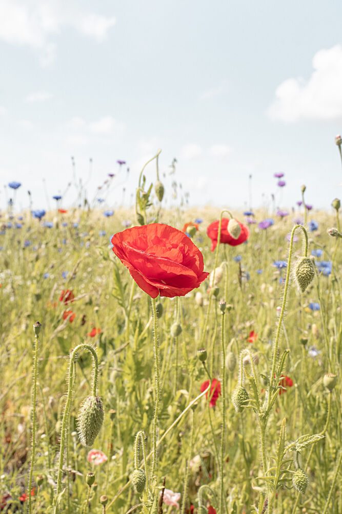 Red Poppy Meadow art print by Henrike Schenk for $57.95 CAD