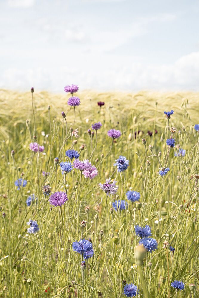 Vibrant Cornflower Field art print by Henrike Schenk for $57.95 CAD