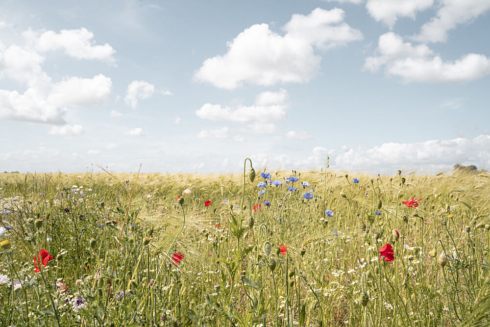 Summer Flower Field art print by Henrike Schenk for $57.95 CAD