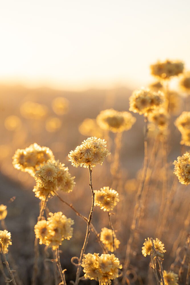 Sunlit Wildflowers art print by Henrike Schenk for $57.95 CAD