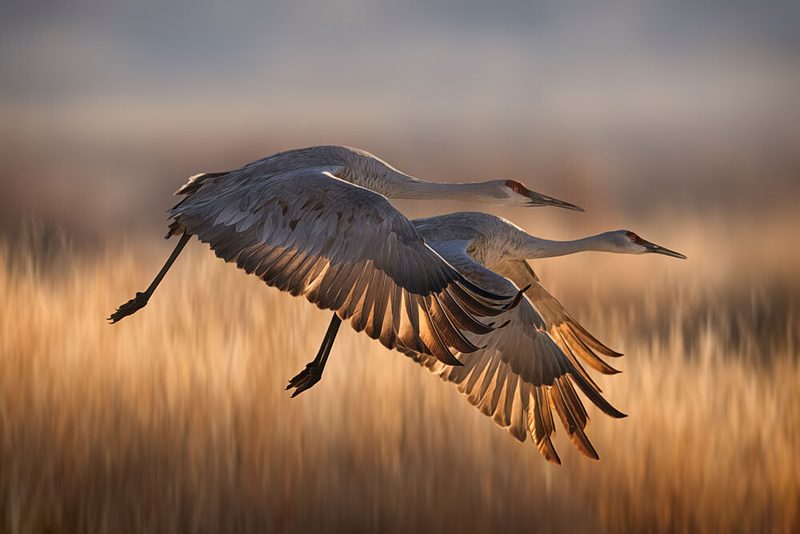 Cranes Golden Flight art print by Qing Zhao for $57.95 CAD