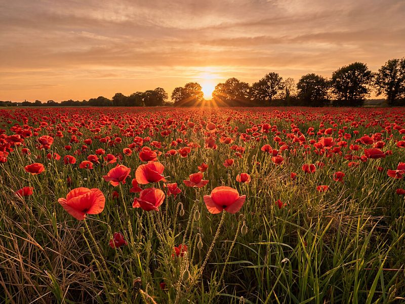 Sunset Poppy Field art print by Andreas Magnusson for $57.95 CAD