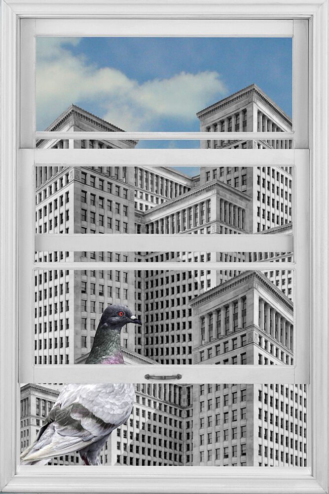 Pigeon City Gaze art print by Marja van den Hurk for $57.95 CAD