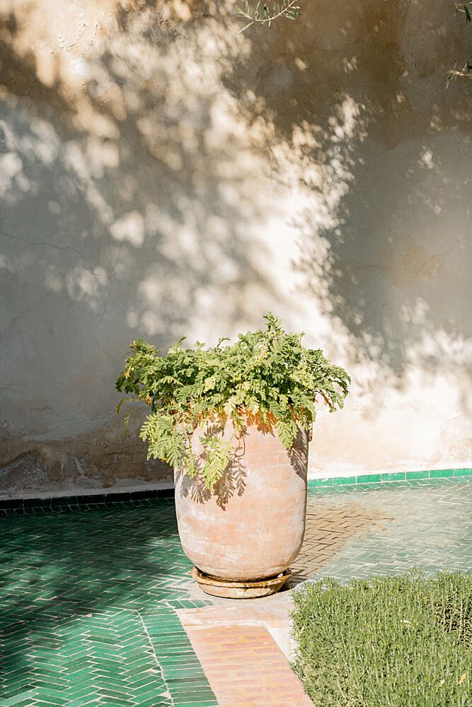 Sunlit Garden Plant art print by Henrike Schenk for $57.95 CAD