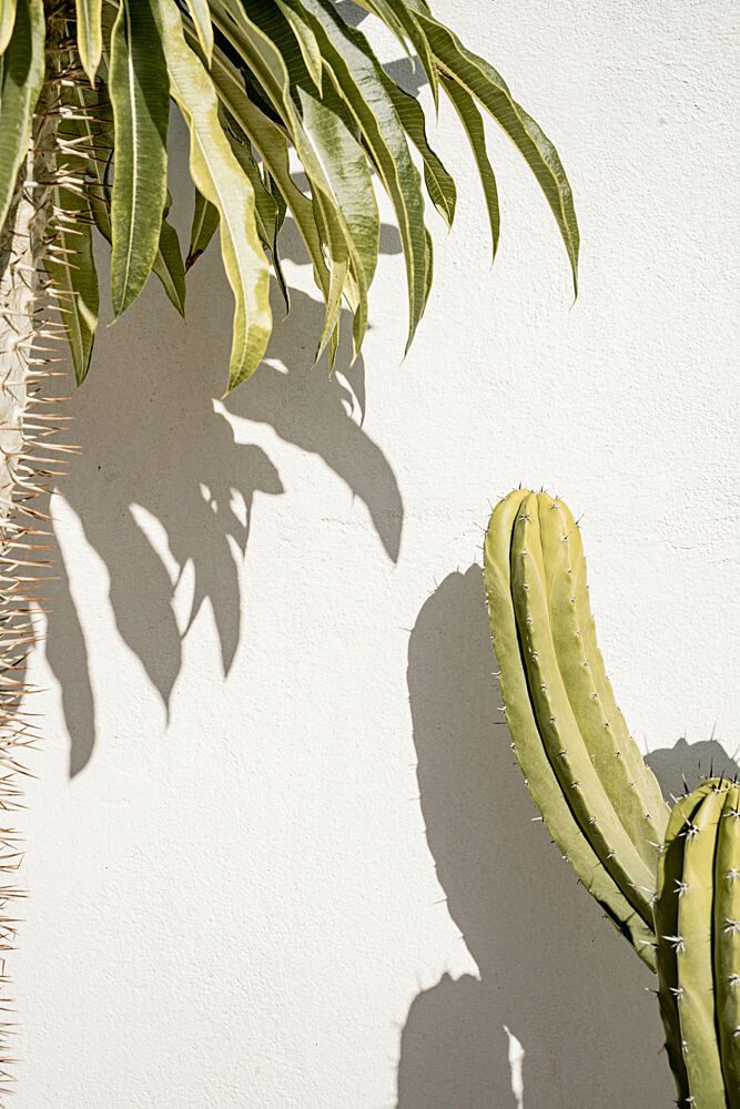 Green Cactus Shadows art print by Henrike Schenk for $57.95 CAD
