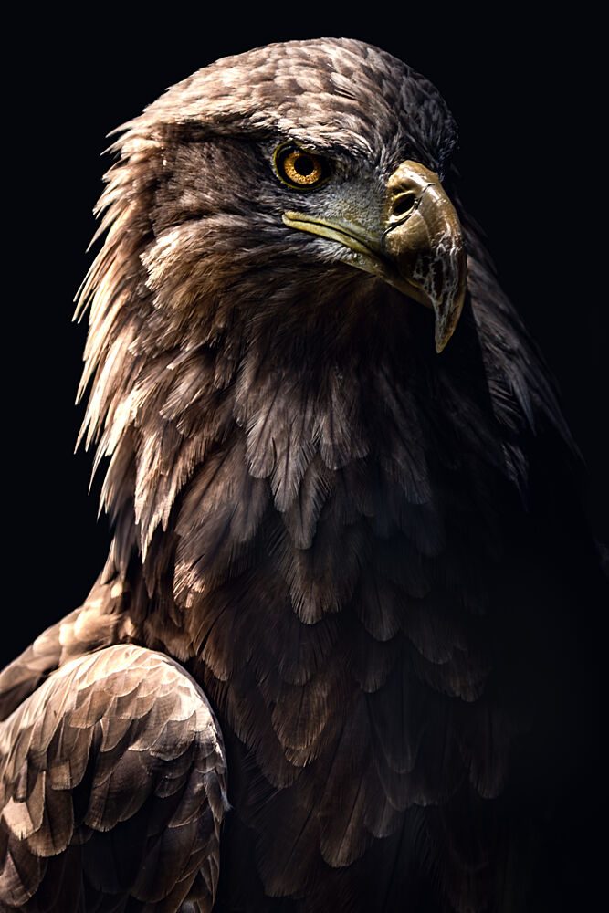 Majestic Eagle Portrait art print by Wooorry for $57.95 CAD