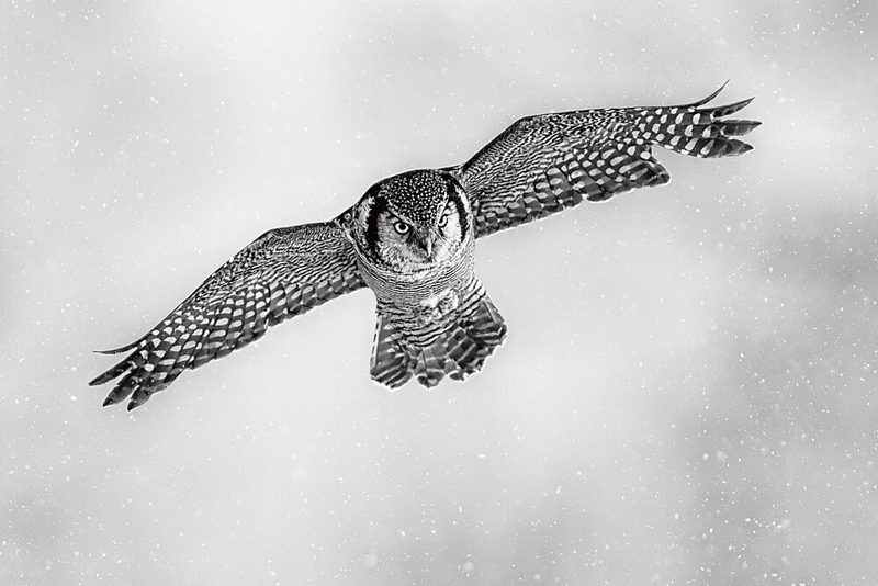 Flying Snow Owl art print by Jun Zuo for $57.95 CAD