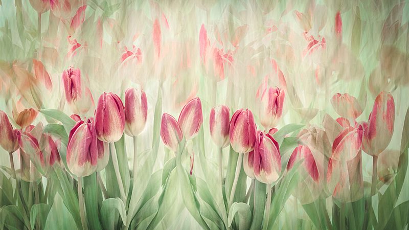 Dreamy Pink Tulips art print by Denis O Reilly for $57.95 CAD