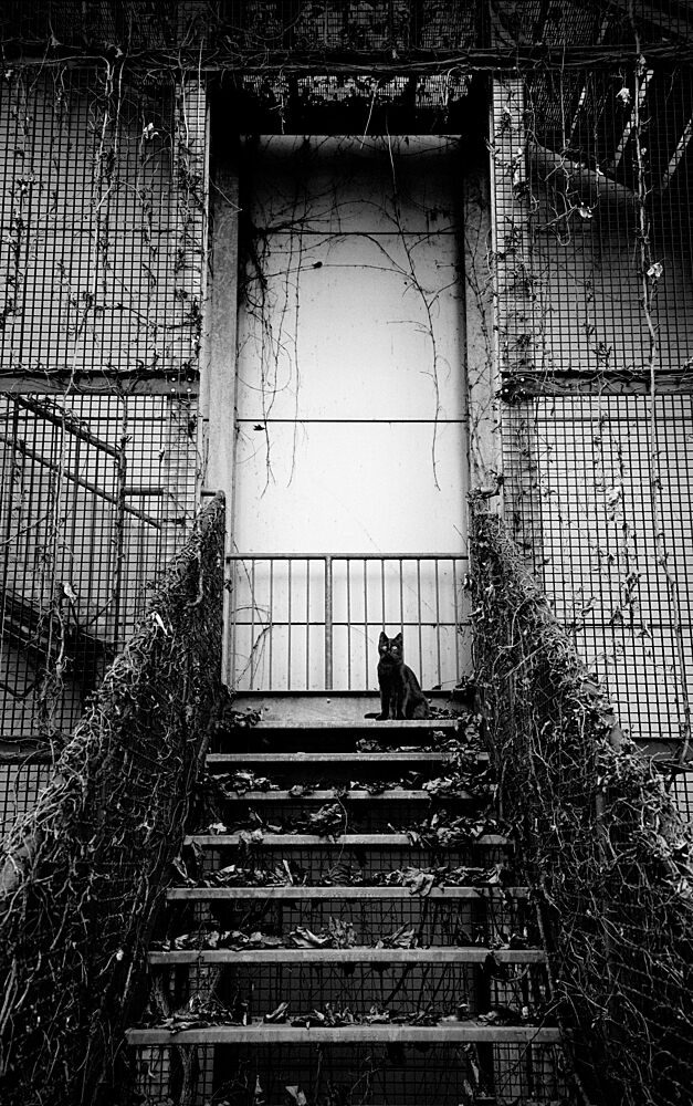 Black Cat Abandoned Stairs art print by Giorgio Toniolo for $57.95 CAD