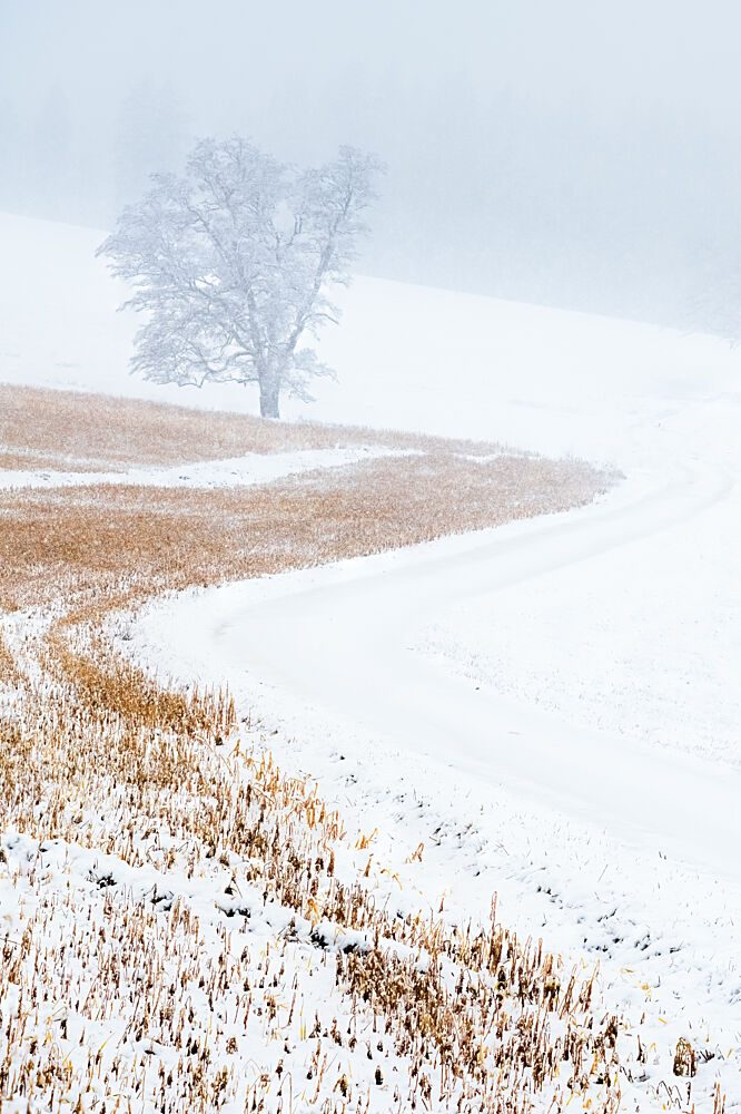 Misty Winter Tree Road art print by Ulrike Eisenmann for $57.95 CAD