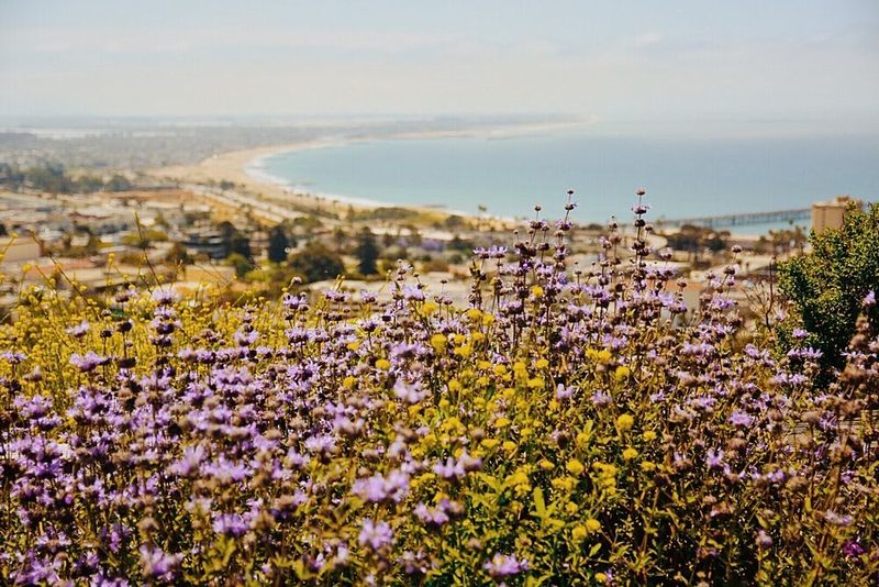 Vibrant Wildflowers Coastal View art print by del Mundo Imagery for $57.95 CAD