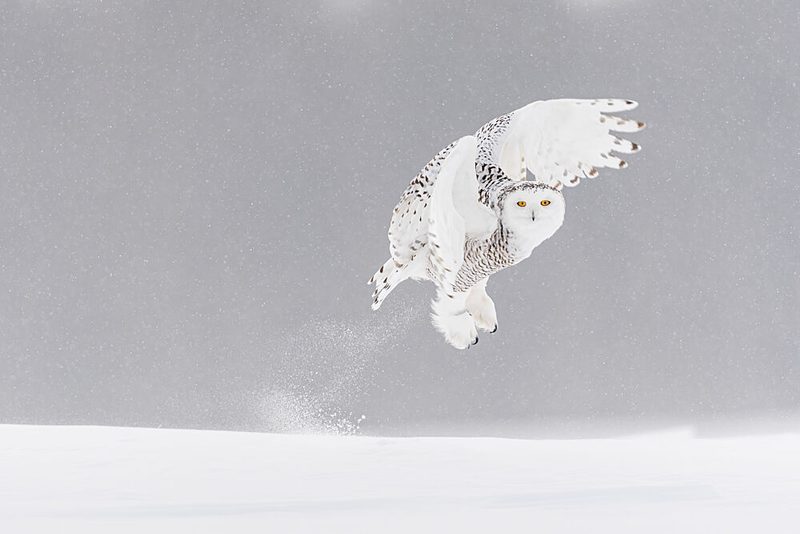 Snowy Owl Takeoff art print by Massimo Felici for $57.95 CAD