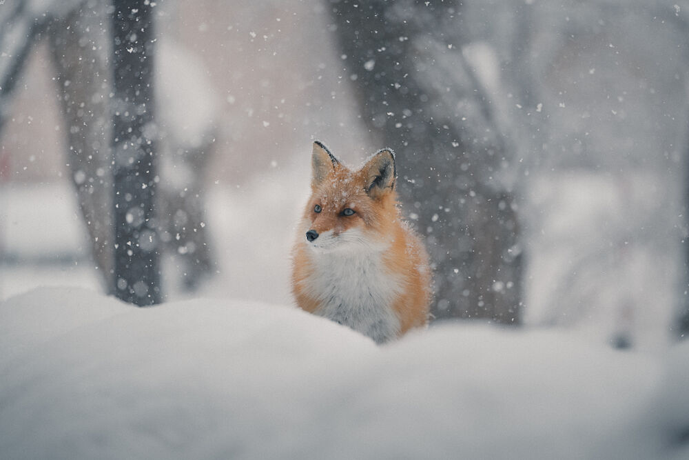 Red Fox Winter Snowfall art print by Shinichi Fukuda for $57.95 CAD