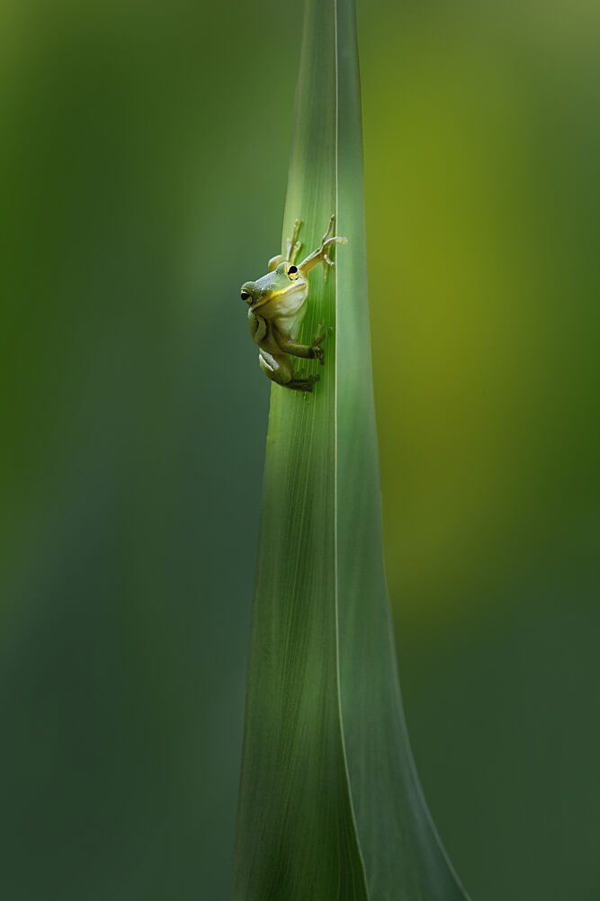 Frog on Green Grass art print by Qing Zhao for $57.95 CAD