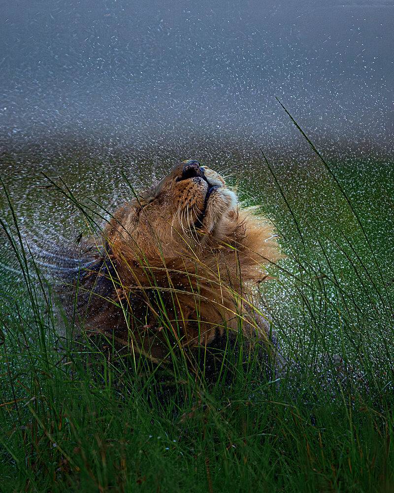 Wild Lion Shakes Water art print by Madhur Nangia for $57.95 CAD