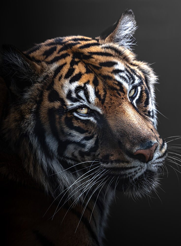 Majestic Tiger Profile art print by Wooorry for $57.95 CAD