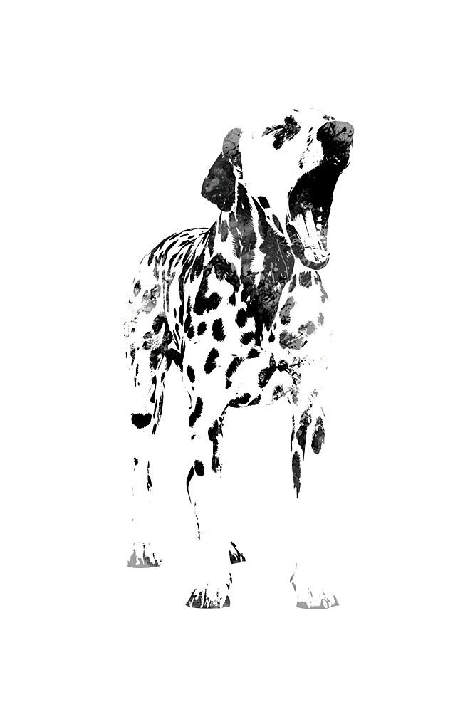 Yawning Dalmatian Dog art print by Rafal Kulik for $57.95 CAD