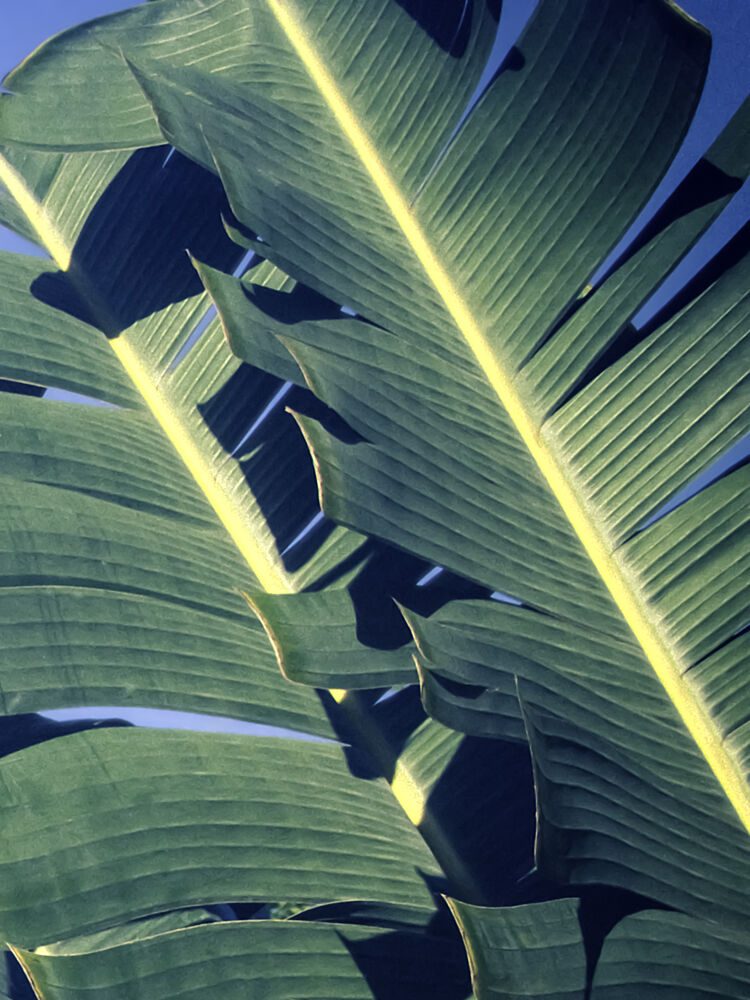 Sunny Tropical Leaves art print by Stephanie Klatt for $57.95 CAD