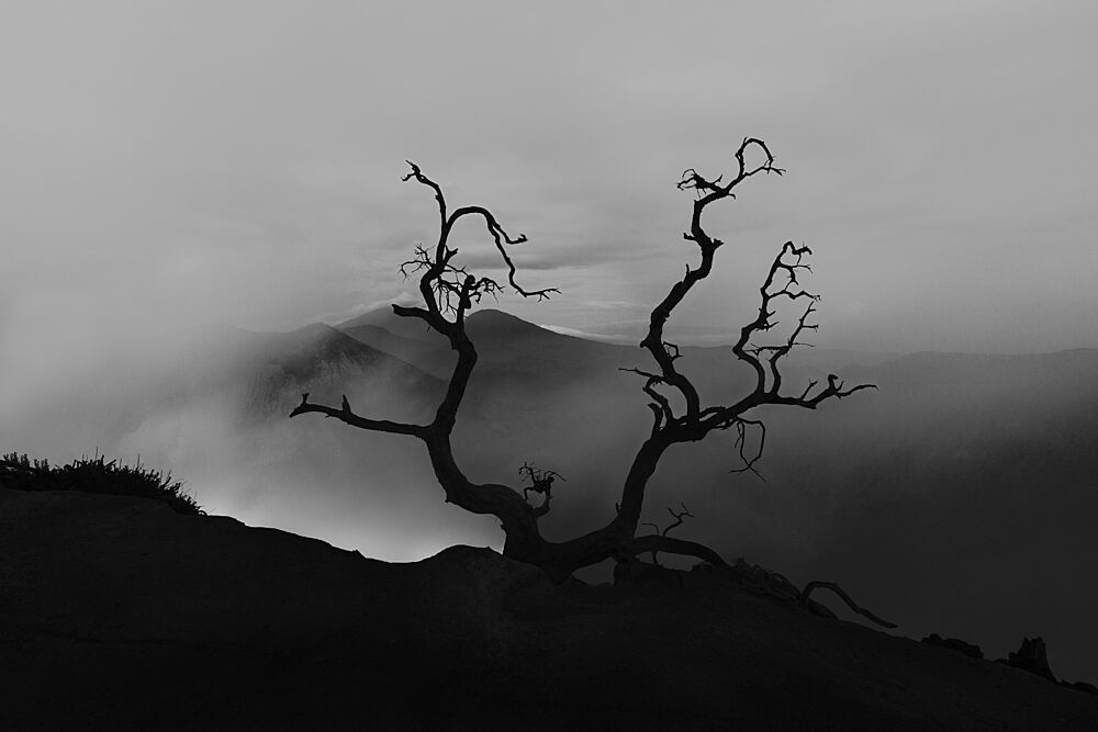 Lonely Tree Misty Mountains art print by Bunyamin Wari for $57.95 CAD
