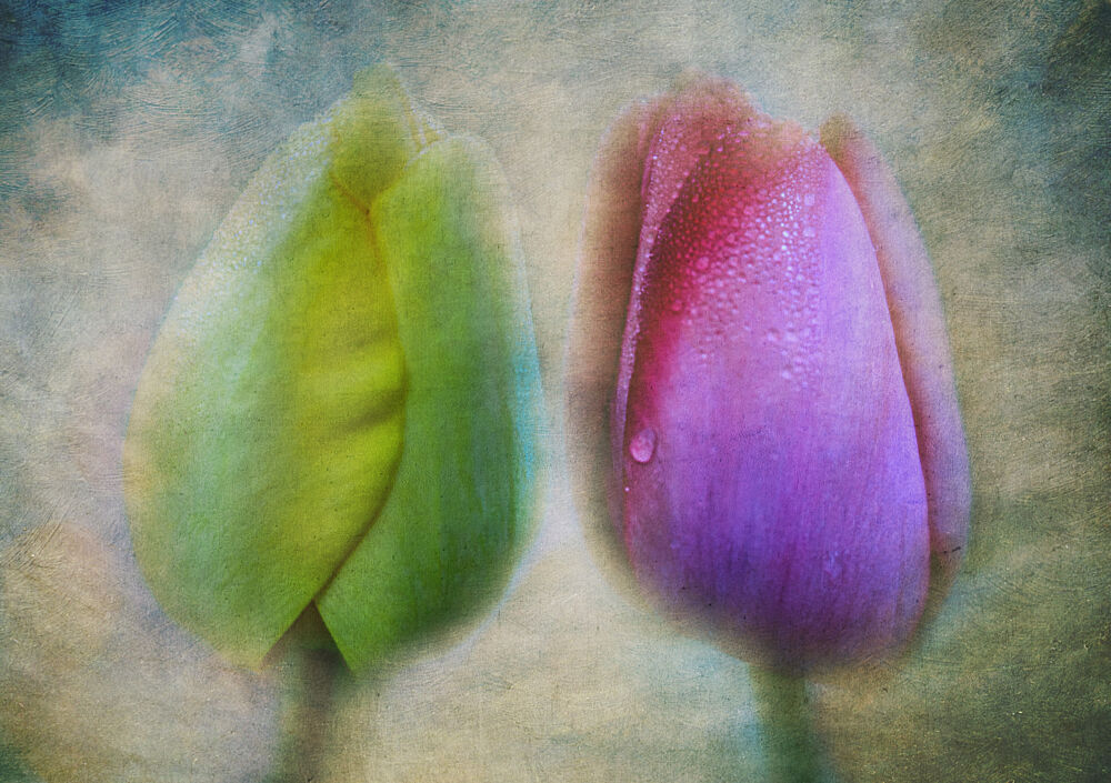 Dewy Tulip Buds art print by Sailendra Nath Samaddar for $57.95 CAD
