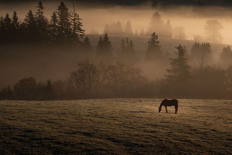 Horse in Golden Mist art print by Lubo Perunko - Ep for $57.95 CAD
