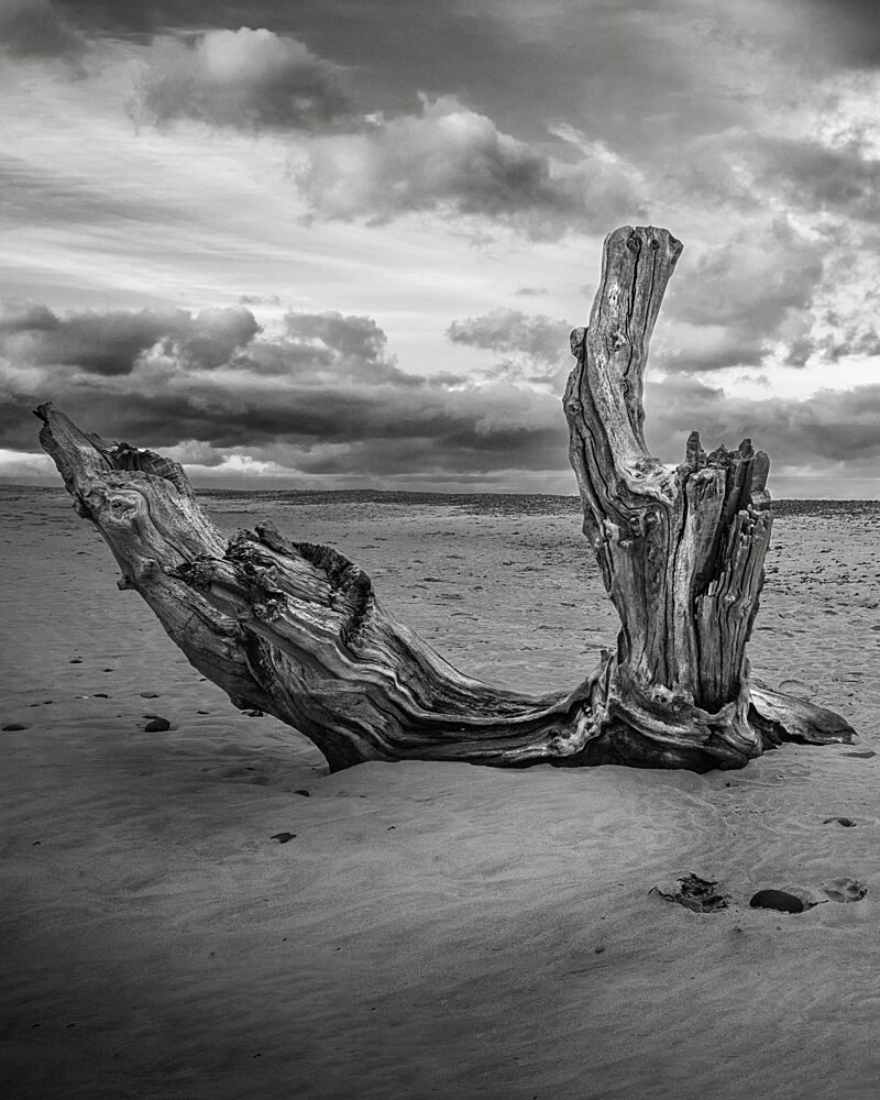 Moody Beach Driftwood art print by Hans Repelnig for $57.95 CAD