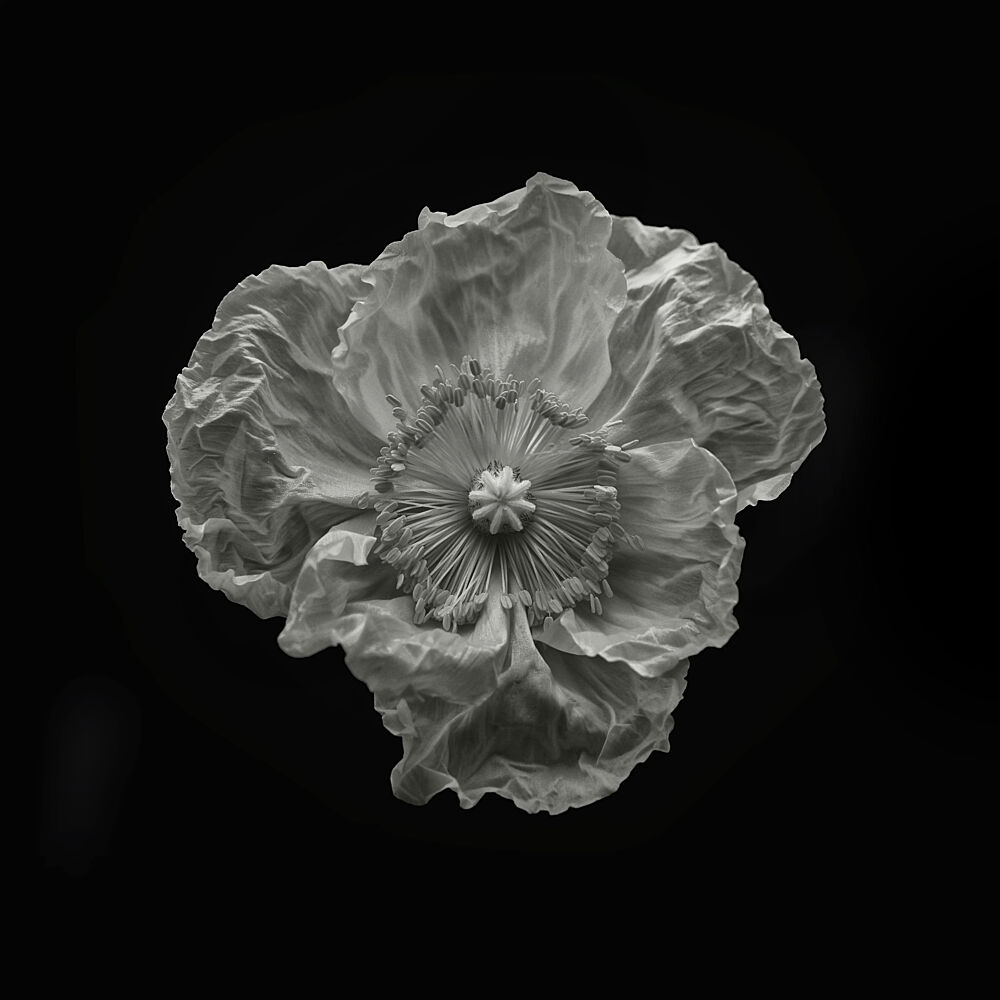 Monochrome Poppy Bloom art print by Lotte Gronkjaer for $57.95 CAD