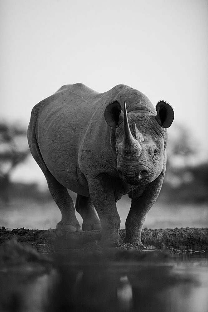 Majestic Black Rhino art print by Johan Enslin for $57.95 CAD