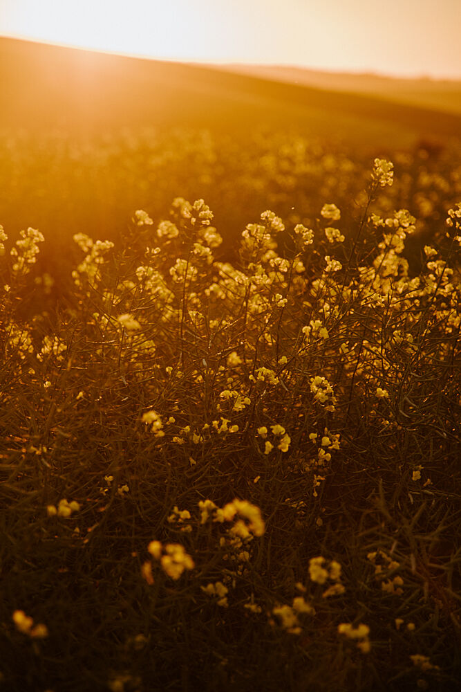 Golden Flower Field art print by Megan Shone for $57.95 CAD