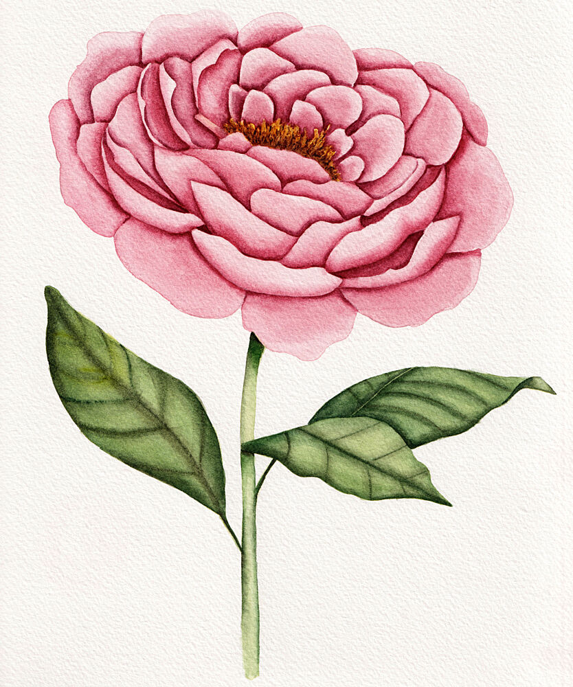 Watercolor Pink Peony art print by Salome for $57.95 CAD