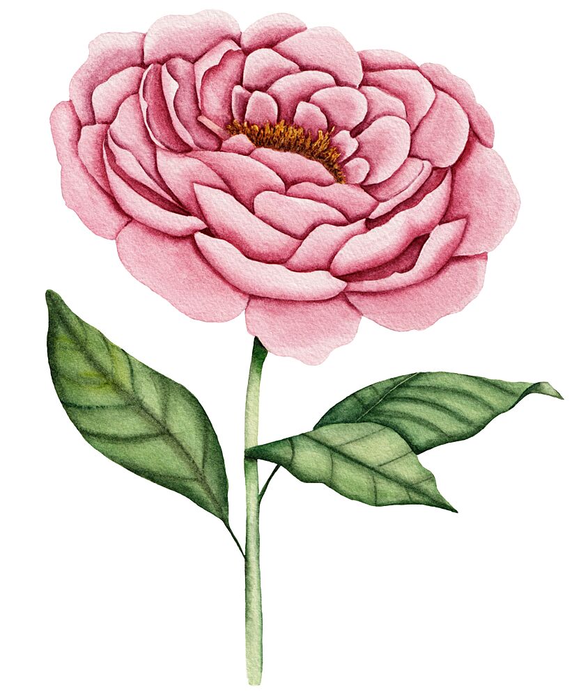 Pink Peony Bloom art print by Salome for $57.95 CAD