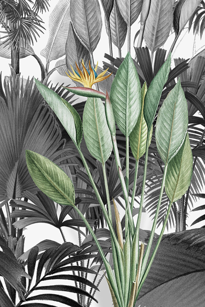 Bird of Paradise Pop art print by Marja van den Hurk for $57.95 CAD