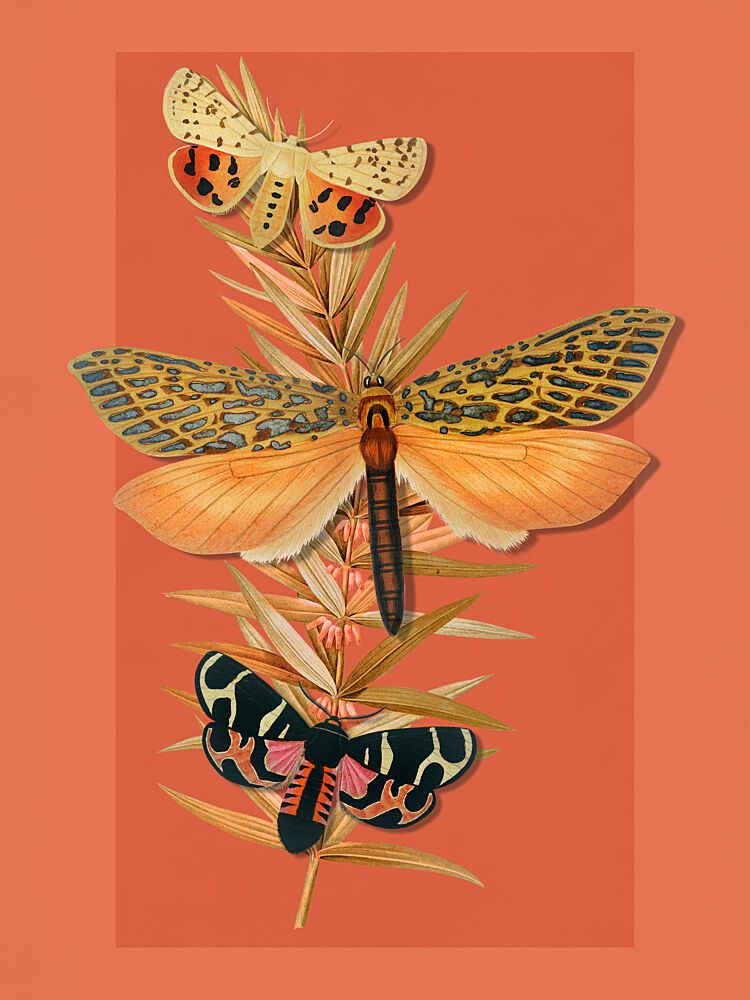 Botanical Moth Trio art print by Marja van den Hurk for $57.95 CAD