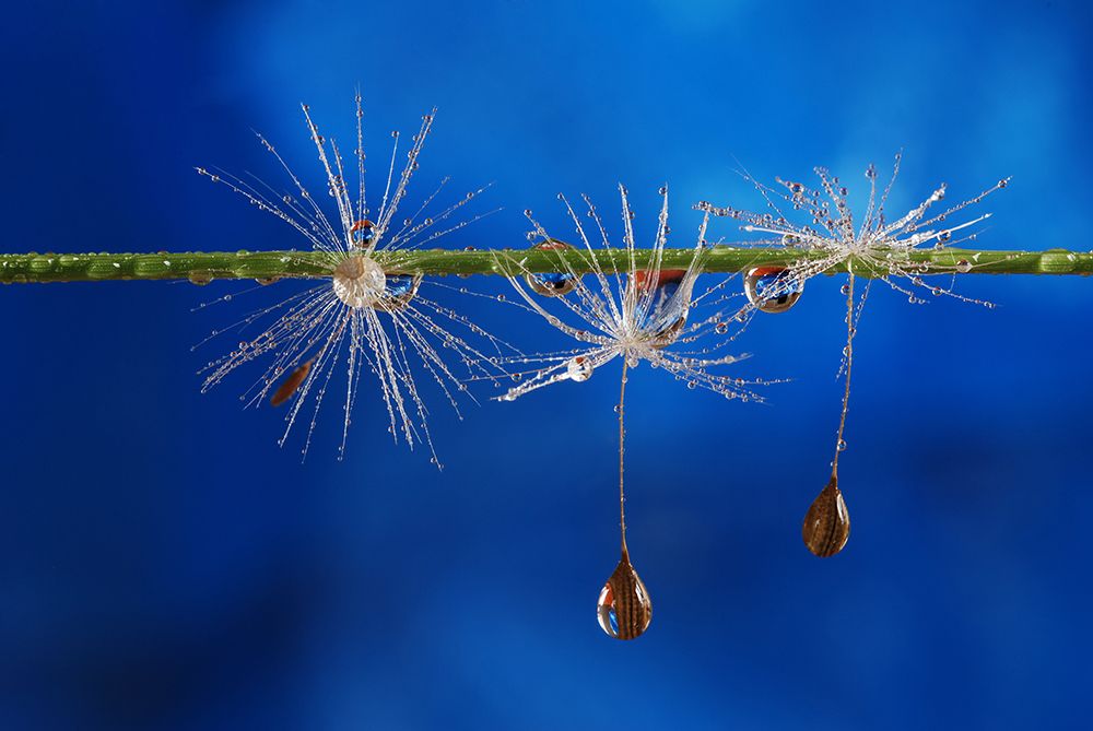 Blue Drops Of Life art print by Heidi Westum for $57.95 CAD