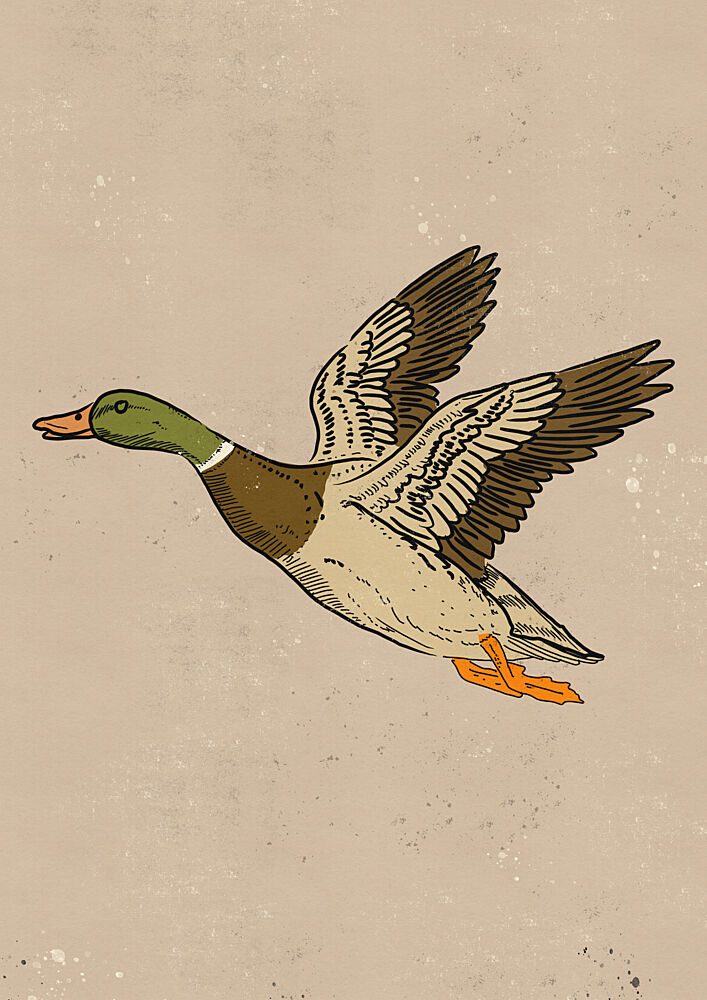 Flying Mallard Duck art print by Nicholas for $57.95 CAD