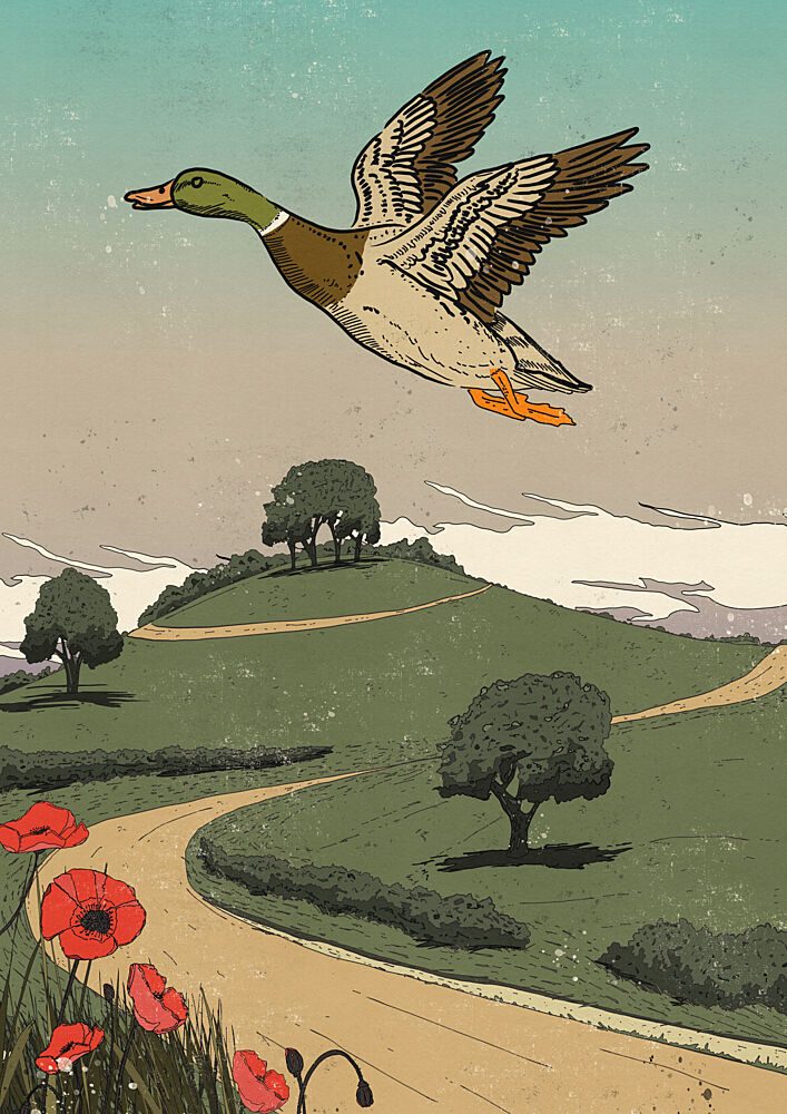 Mallard over Rolling Hills art print by Nicholas for $57.95 CAD