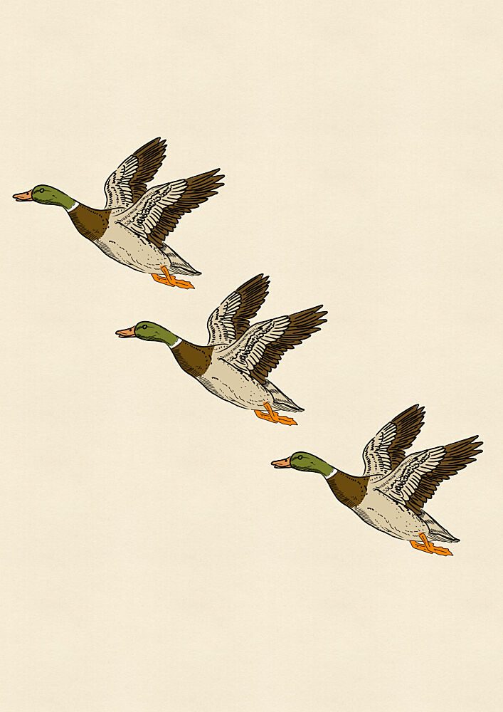 Mallards in Flight art print by Nicholas for $57.95 CAD