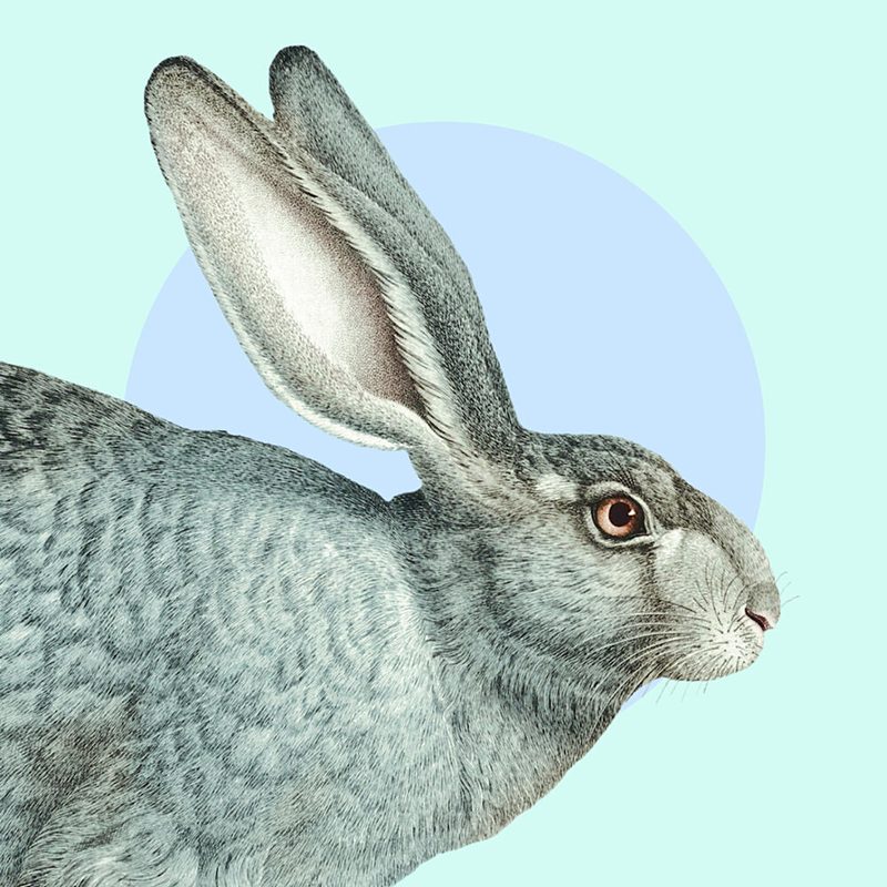 Grey Rabbit Profile art print by Marja van den Hurk for $57.95 CAD