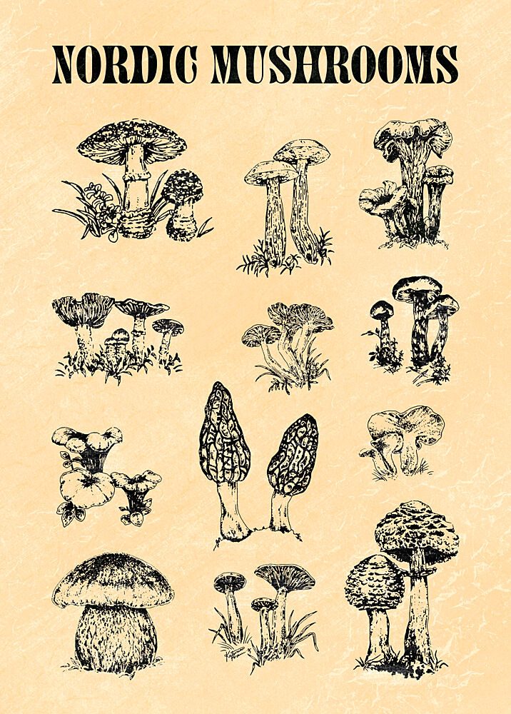Nordic Mushroom Sketch art print by Katariina Kosunen for $57.95 CAD