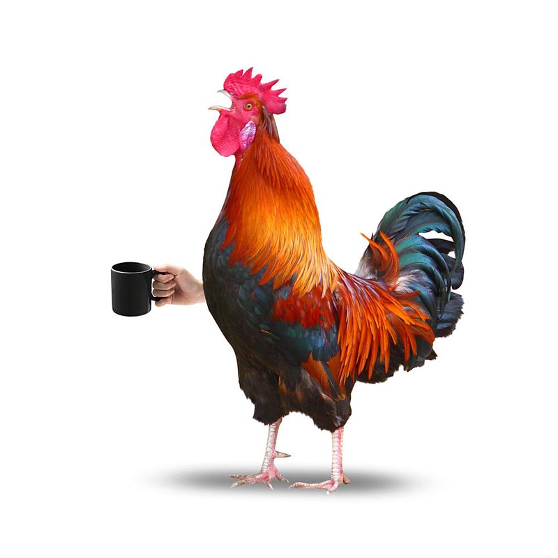 Roosters Morning Coffee art print by Marja van den Hurk for $57.95 CAD