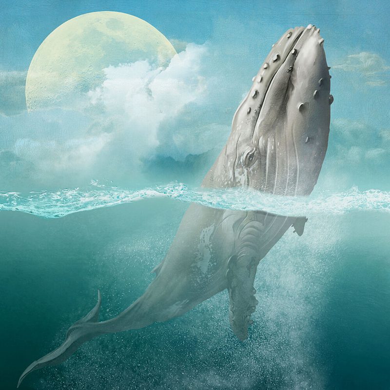 Dreamy Whale Moonlight art print by Marja van den Hurk for $57.95 CAD