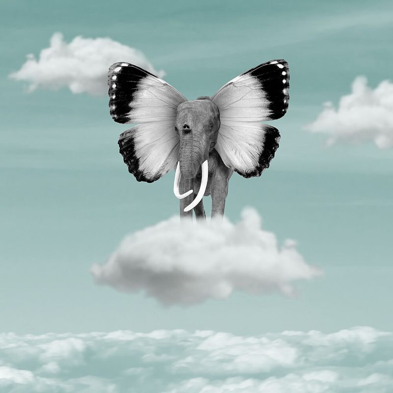 Flying Elephant Dream art print by Marja van den Hurk for $57.95 CAD